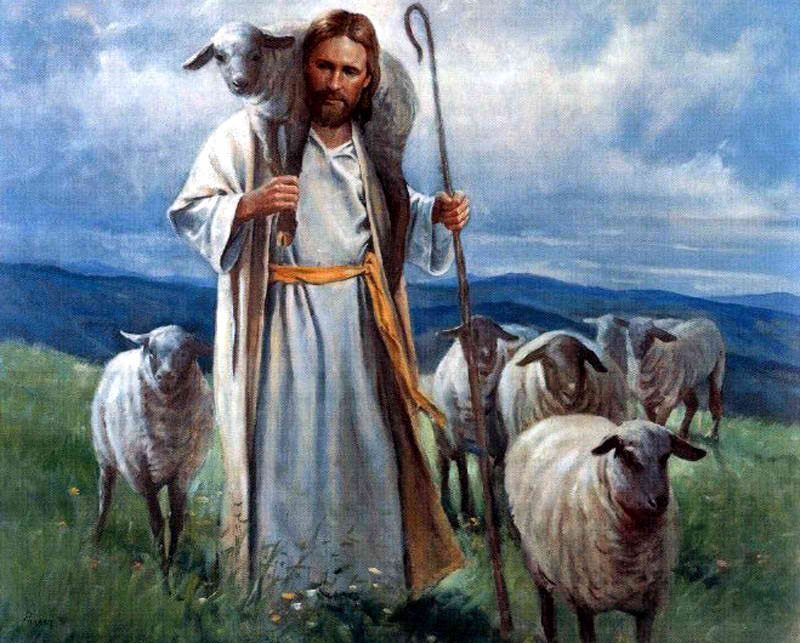 The Sheep that belongs to the Good Shepherd
