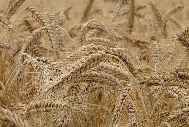Unless A Grain of Wheat Dies. Reflection 5th Sunday of Lent Year B