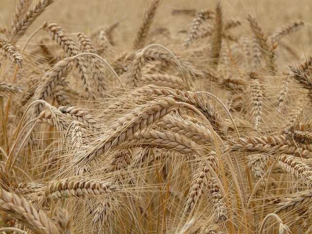 Unless A Grain of Wheat Dies. Reflection 5th Sunday of Lent Year B