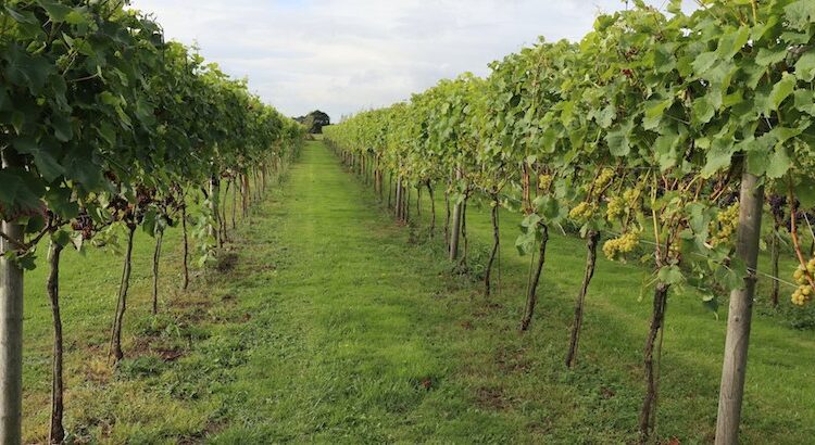 What God Expects From His Vineyard. Monday 9th Week Ordinary Time